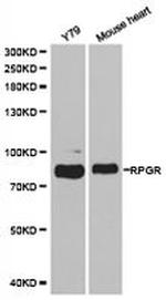 RPGR Antibody in Western Blot (WB)