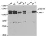 UHRF1 Antibody in Western Blot (WB)