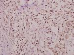 Hairless Antibody in Immunohistochemistry (Paraffin) (IHC (P))