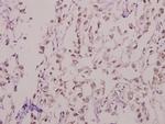 KV4.1 (KCND1) Antibody in Immunohistochemistry (Paraffin) (IHC (P))