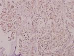 SLC30A1 Antibody in Immunohistochemistry (Paraffin) (IHC (P))