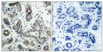 Phospho-BAD (Ser136) Antibody in Immunohistochemistry (Paraffin) (IHC (P))