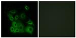 Phospho-Bax (Thr167) Antibody in Immunocytochemistry (ICC/IF)