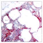 Phospho-ATF2 (Ser44, Ser62) Antibody in Immunohistochemistry (Paraffin) (IHC (P))