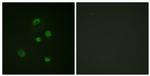 Phospho-CHOP (Ser30) Antibody in Immunocytochemistry (ICC/IF)