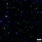 Phospho-GATA1 (Ser142) Antibody in Immunocytochemistry (ICC/IF)