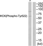 Phospho-HCK (Tyr522) Antibody in Western Blot (WB)