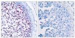 Phospho-c-Jun (Thr239) Antibody in Immunohistochemistry (Paraffin) (IHC (P))