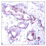 Phospho-c-Myc (Ser373) Antibody in Immunohistochemistry (Paraffin) (IHC (P))