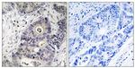 Phospho-iNOS (Tyr151) Antibody in Immunohistochemistry (Paraffin) (IHC (P))