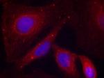 Phospho-PAK1 (Thr212) Antibody in Immunocytochemistry (ICC/IF)