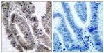 Phospho-AMPK alpha-1 (Ser496) Antibody in Immunohistochemistry (Paraffin) (IHC (P))