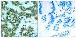 Phospho-PKC theta (Ser676) Antibody in Immunohistochemistry (Paraffin) (IHC (P))