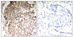 Phospho-SHP-1 (Tyr536) Antibody in Immunohistochemistry (Paraffin) (IHC (P))