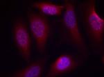 Phospho-MAP2K4 (Ser80) Antibody in Immunocytochemistry (ICC/IF)