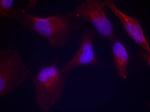 Phospho-MAP2K4 (Thr261) Antibody in Immunocytochemistry (ICC/IF)