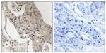 Phospho-GAB2 (Ser623) Antibody in Immunohistochemistry (Paraffin) (IHC (P))