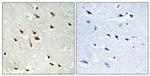 Phospho-GRF-1 (Tyr1105) Antibody in Immunohistochemistry (Paraffin) (IHC (P))