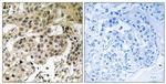 Phospho-HP1 alpha (Ser92) Antibody in Immunohistochemistry (Paraffin) (IHC (P))