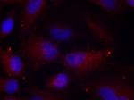 Phospho-PAK1/2/3 (Thr423, Thr402, Thr421) Antibody in Immunocytochemistry (ICC/IF)