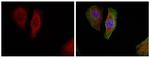 Phospho-ERK1/ERK2 (Thr202) Antibody in Immunocytochemistry (ICC/IF)