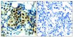 Phospho-ERK1/ERK2 (Thr202) Antibody in Immunohistochemistry (Paraffin) (IHC (P))