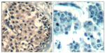 Phospho-HDAC4/HDAC5/HDAC9 (Ser246, Ser259, Ser220) Antibody in Immunohistochemistry (Paraffin) (IHC (P))