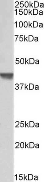 CAPG Antibody in Western Blot (WB)