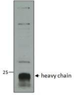 Cathepsin C Antibody in Western Blot (WB)