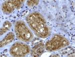 COL4A3 Antibody in Immunohistochemistry (Paraffin) (IHC (P))