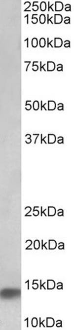 NDUFA7 Antibody in Western Blot (WB)