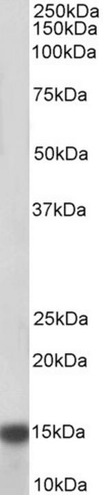 NDUFA7 Antibody in Western Blot (WB)