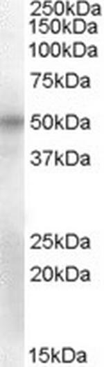 OCT6 Antibody in Western Blot (WB)