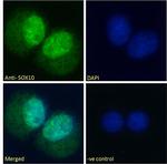 SOX10 Antibody in Immunocytochemistry (ICC/IF)