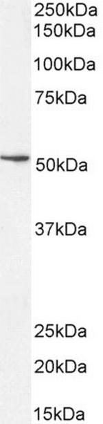 SOX10 Antibody in Western Blot (WB)