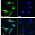 Uromodulin Antibody in Immunocytochemistry (ICC/IF)