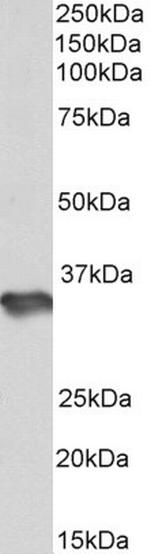 HS3ST1 Antibody in Western Blot (WB)