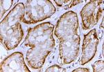 SLC26A1 Antibody in Immunohistochemistry (Paraffin) (IHC (P))