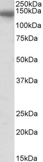 C/EBP zeta Antibody in Western Blot (WB)