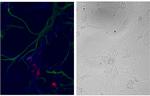 NSG1 Antibody in Immunocytochemistry (ICC/IF)