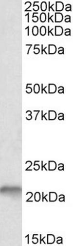 NSG1 Antibody in Western Blot (WB)