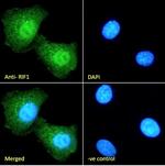 RIF1 Antibody in Immunocytochemistry (ICC/IF)