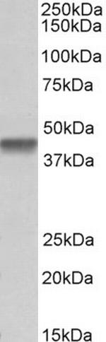 PTCD2 Antibody in Western Blot (WB)