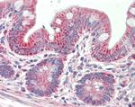 PTCD2 Antibody in Immunohistochemistry (Paraffin) (IHC (P))