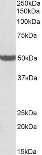 PTCD2 Antibody in Western Blot (WB)