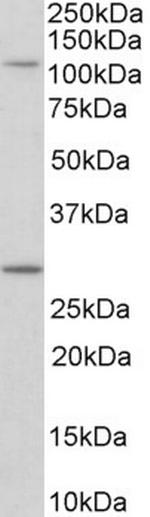 MYO1H Antibody in Western Blot (WB)