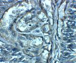 ENT2 Antibody in Immunohistochemistry (IHC)