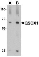 QSOX1 Antibody in Western Blot (WB)