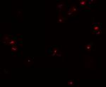 CD133 Antibody in Immunocytochemistry (ICC/IF)