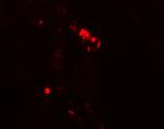 Rubicon Antibody in Immunohistochemistry (Paraffin) (IHC (P))